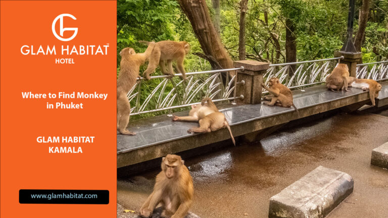 Wo findet man Affen in Phuket