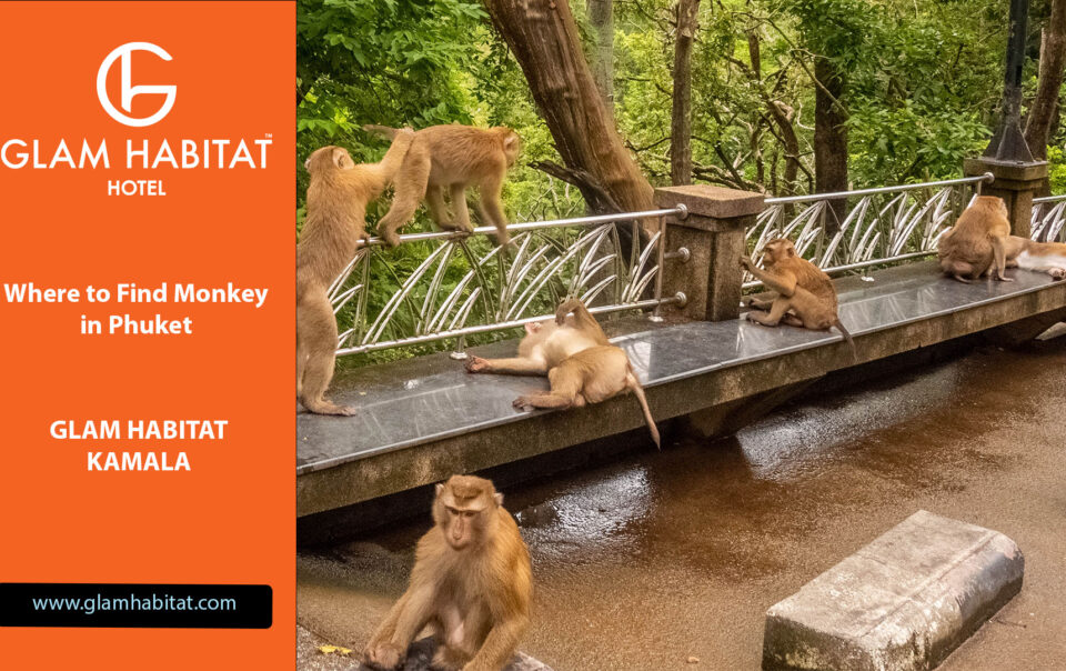 Wo findet man Affen in Phuket